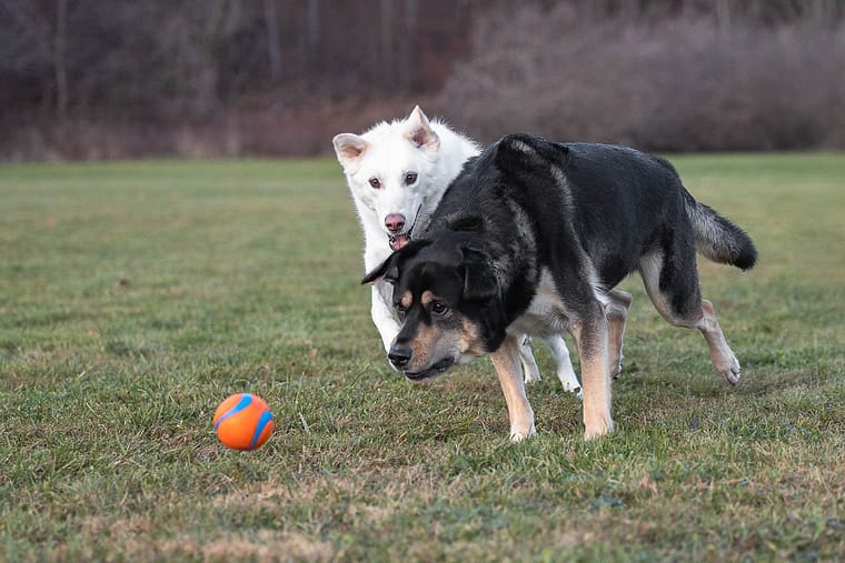 dog action shot taken at Lowville Park.