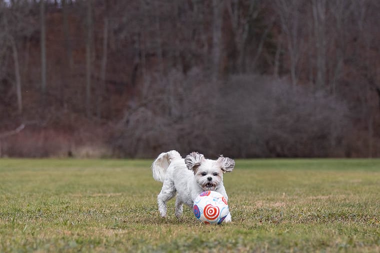 dog action image taken at Lowville Park.