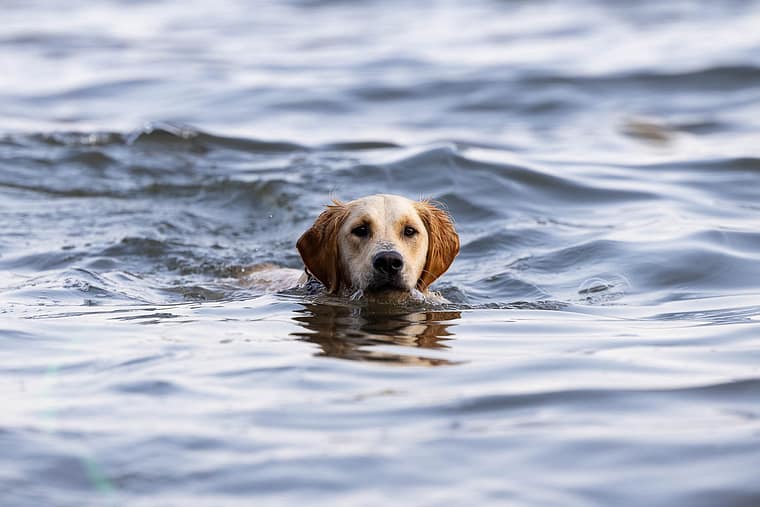 dog swimming at Mississauga beach.