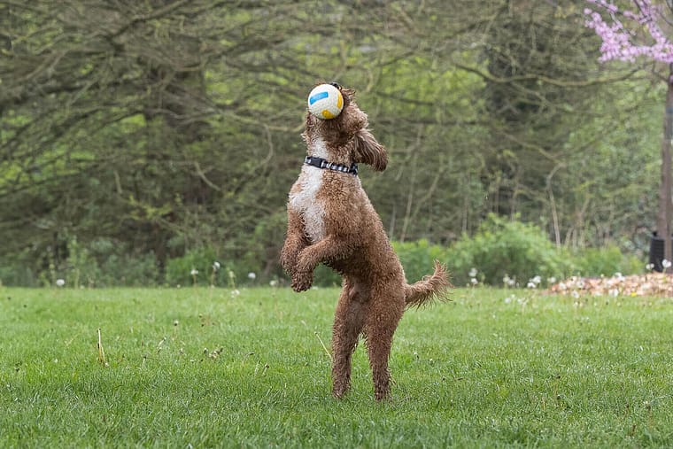 dog action image taken at Gairloch Gardens.