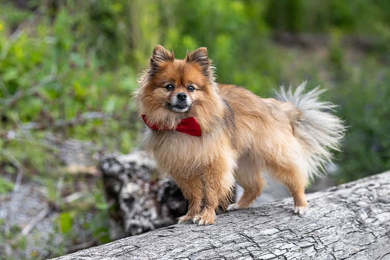 dog on a log at a Mississauga beach.
