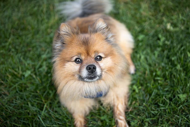 dog looking up at a pet photographer.