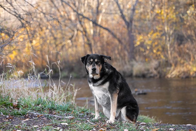 Black dog posing for a pet photoshoot in Burlington, Ontario.