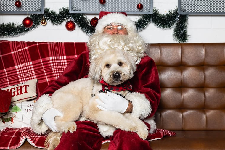 pet photo with Santa taken at Steeltown Cider