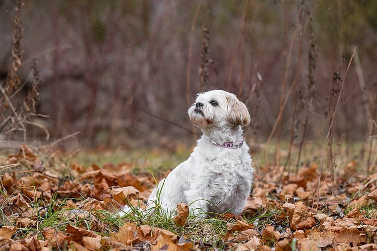 pet photography session in Burlington, Ontario.