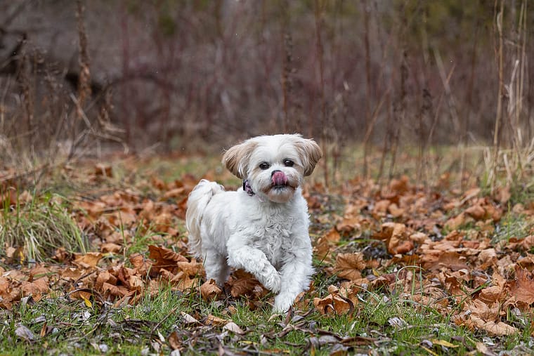 dog photoshoot session at Lowville Park.