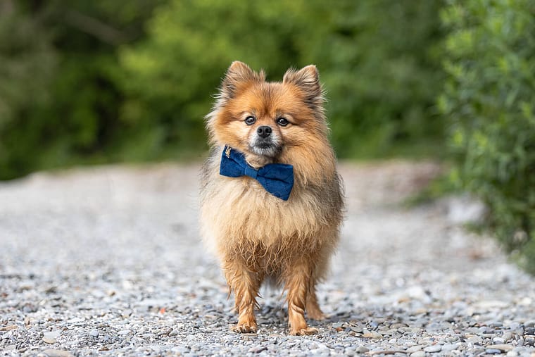 dog photography taken at Brueckner Rhododendron