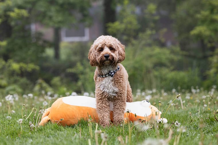 Dog photoshoot in Oakville, Ontario.