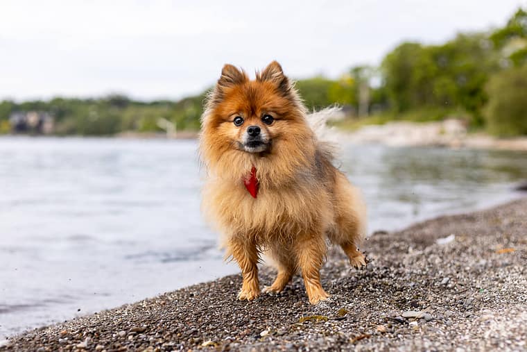 beach dog photoshoot at Brueckner Rhododendron.