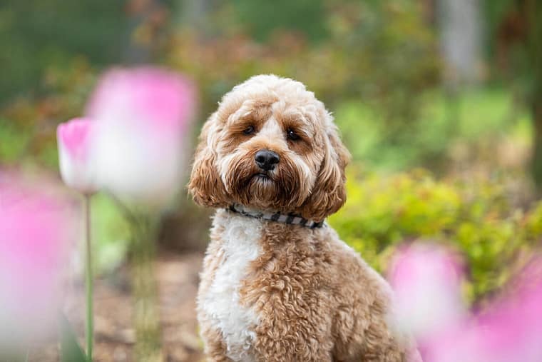 Oakville pet photographer captures a dog among tulips.