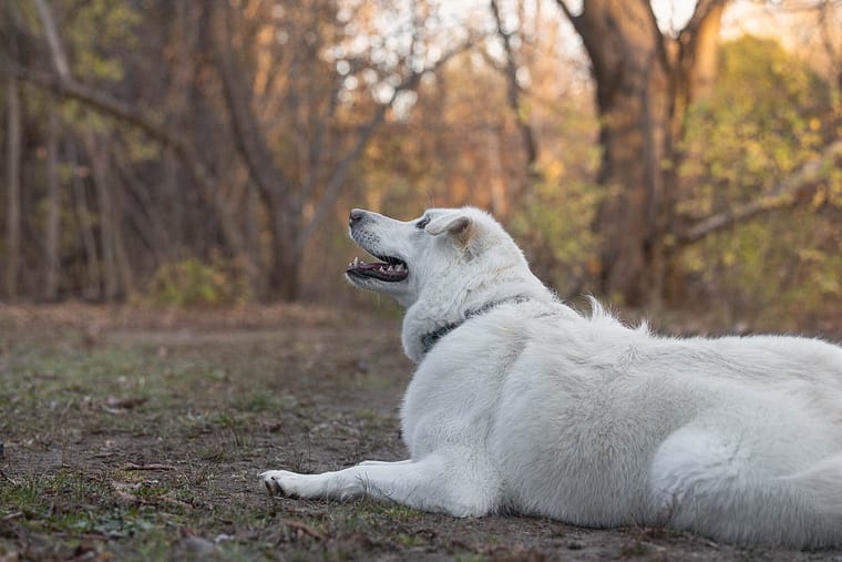 a image of a dog looking away at Lowville Park during a photoshoot.