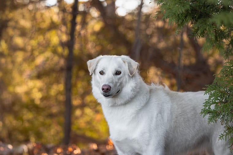 Burlington pet photographer.