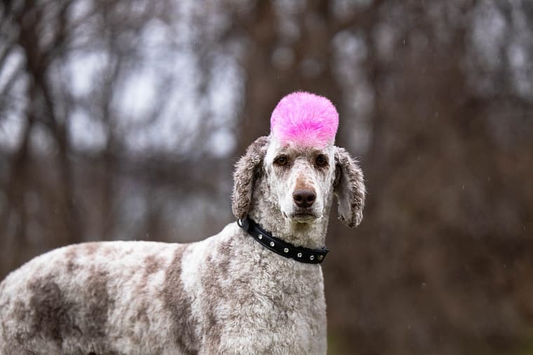 poodle photoshoot at Dundrum Castle in Hamilton, ON.