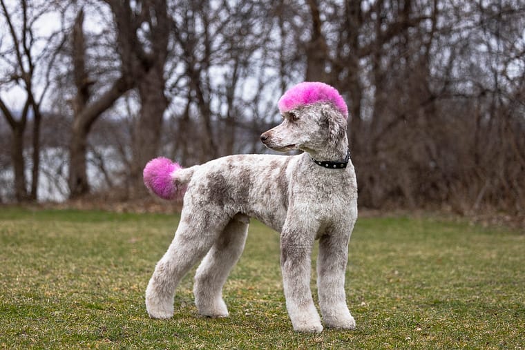 poodle photoshoot at Dundrum Castle.