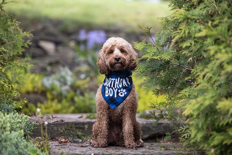 oakville pet photographer captures a dog looking at the camera.