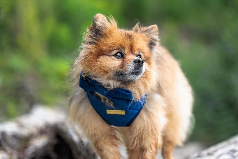 Pomeranian looking away during a pet photoshoot.