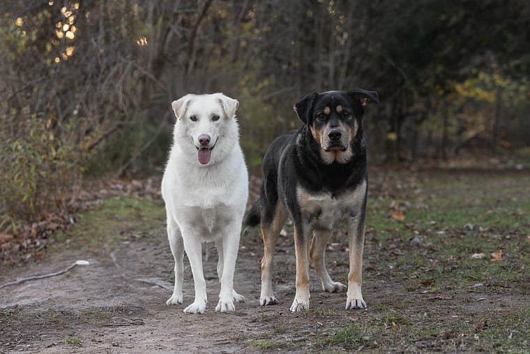two dogs posing at Lowville Park during a dog photoshoot session.