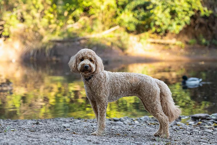 pet photography session in Burlington, Ontario.