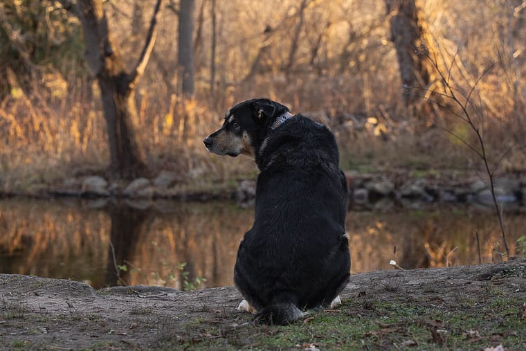 dog portrait taken at Lowville Park.