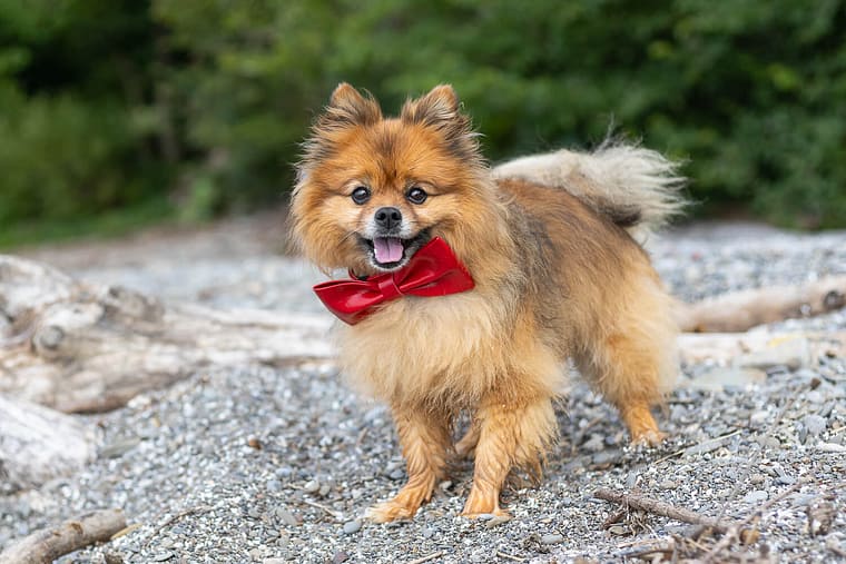 pomeranian pet photoshoot in Mississauga.
