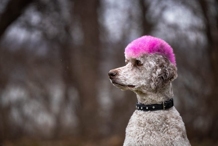 poodle dog portrait.