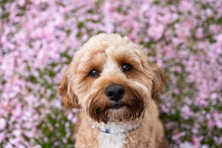 oakville pet photographer captures a dog looking up.