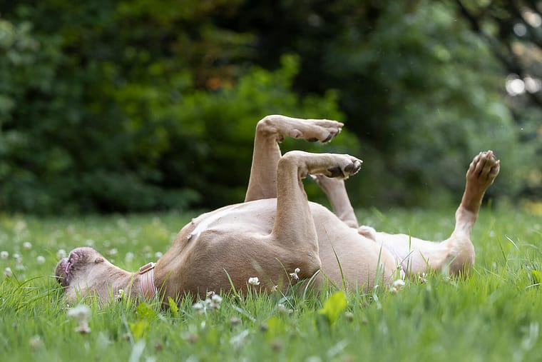 playful image of an American Bully