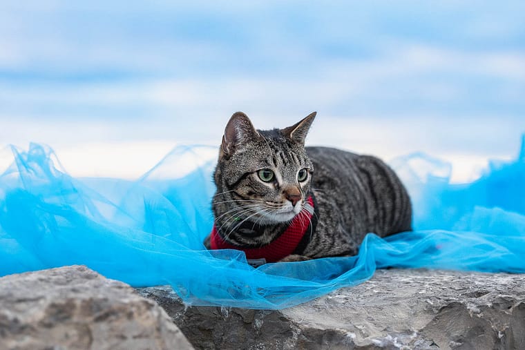 outdoor cat photography session at Gairloch Gardens.