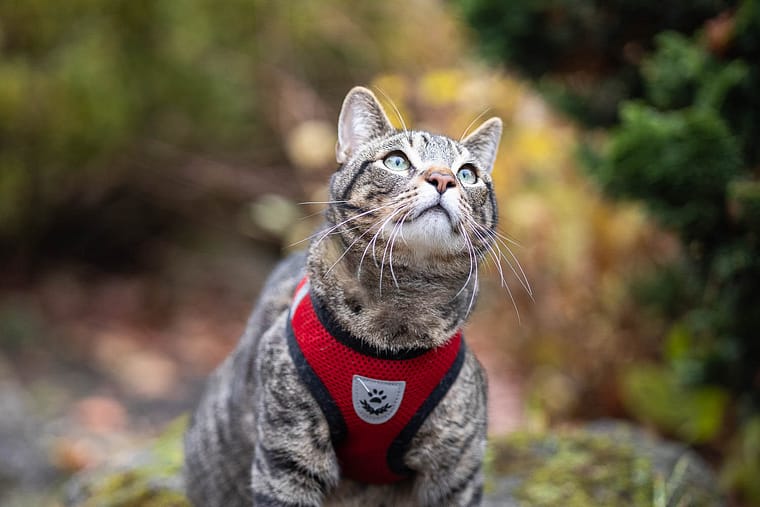 cat looking up at Gairloch Gardens for an outdoor cat photography session.