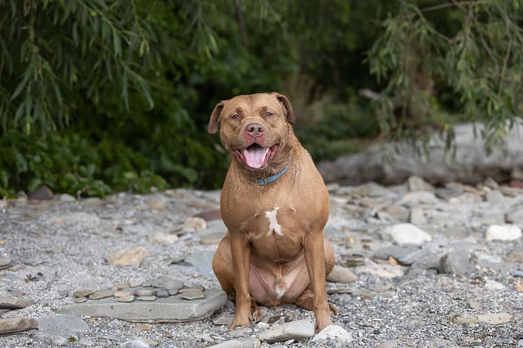 dog photoshoot session in Mississauga.