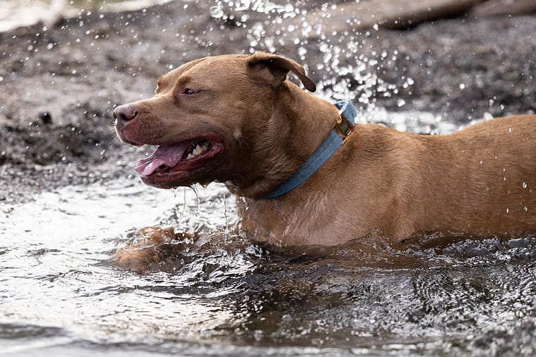 Dog splashing in the water during a pet photography session.