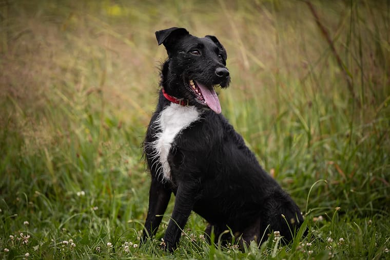 photo of a black dog taken at Lowville Park