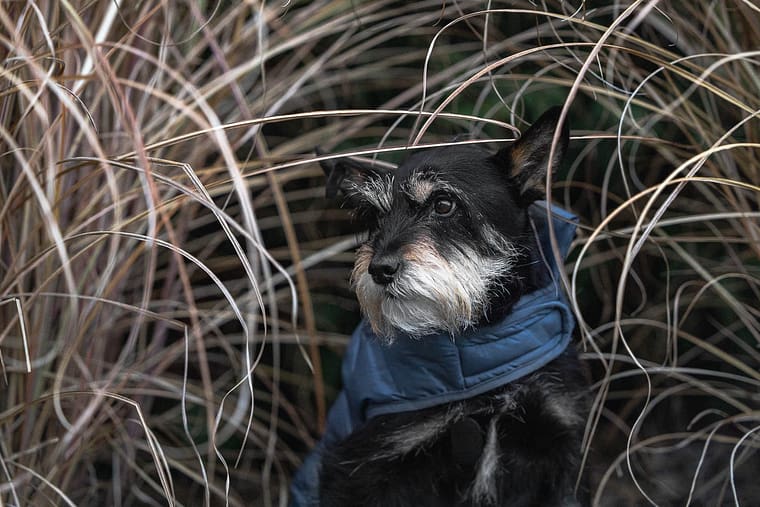 dog end of life session in Oakville, Ontario.