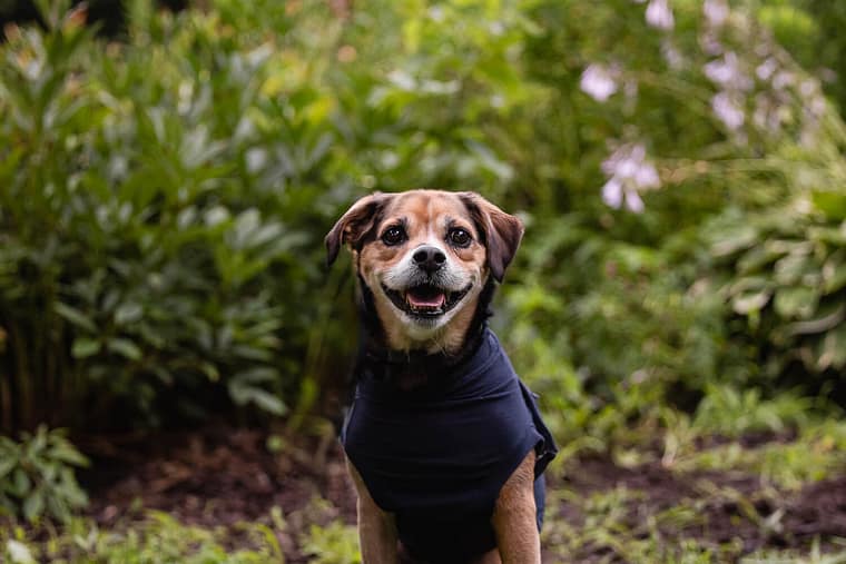 end-of-life pet photography at Lowville Park.
