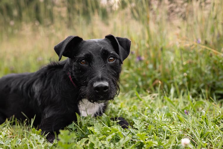 black dog photoshoot at Lowville Park.