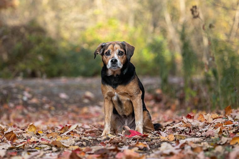 Autumn pet and family photoshoot at Paletta Mansion