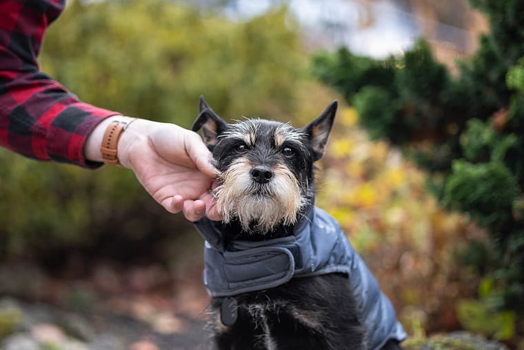 end of life dog photography in Oakville, Ontario.