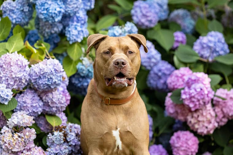 American bully at a dog photoshoot in Mississauga, ON.