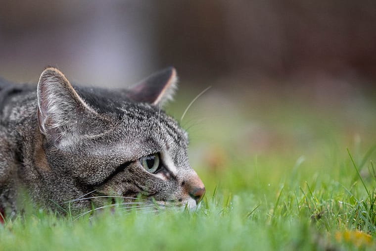 detail image of a cat taken at a cat photography session.
