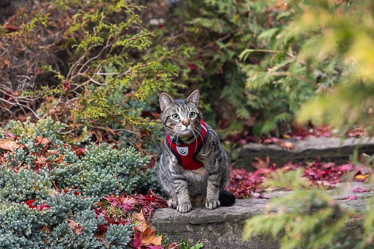 Oakville cat photography session.
