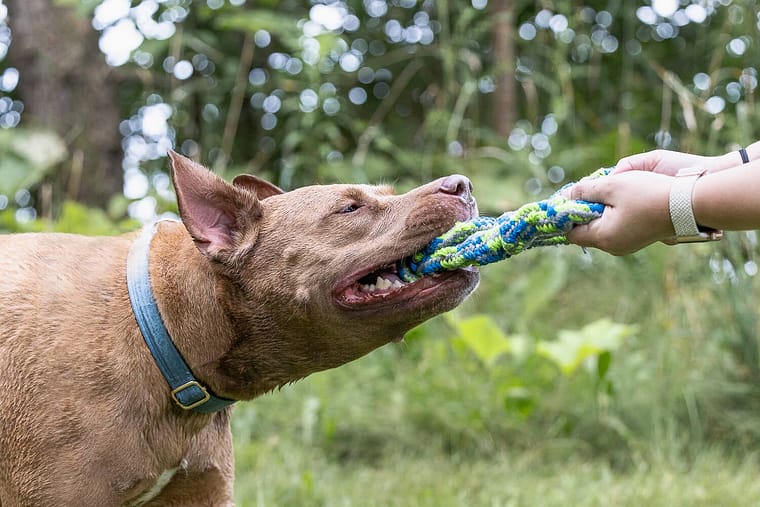 pet photo of an american bully playing in Mississauga.