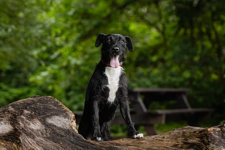 dog photoshoot at Lowville Park