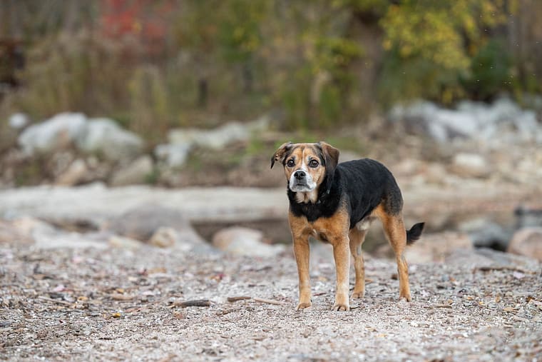 dog photoshoot at Paletta Mansion in Burlington.