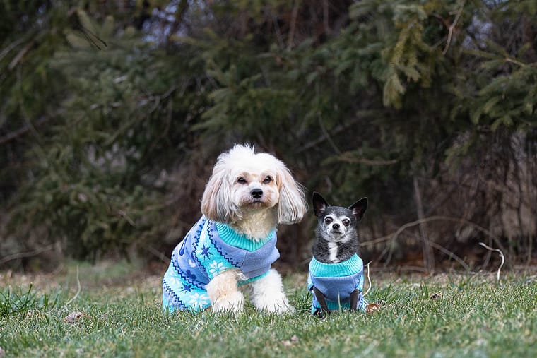 two dogs at a end of life pet photography session.