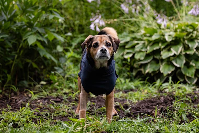 end of life dog photoshoot