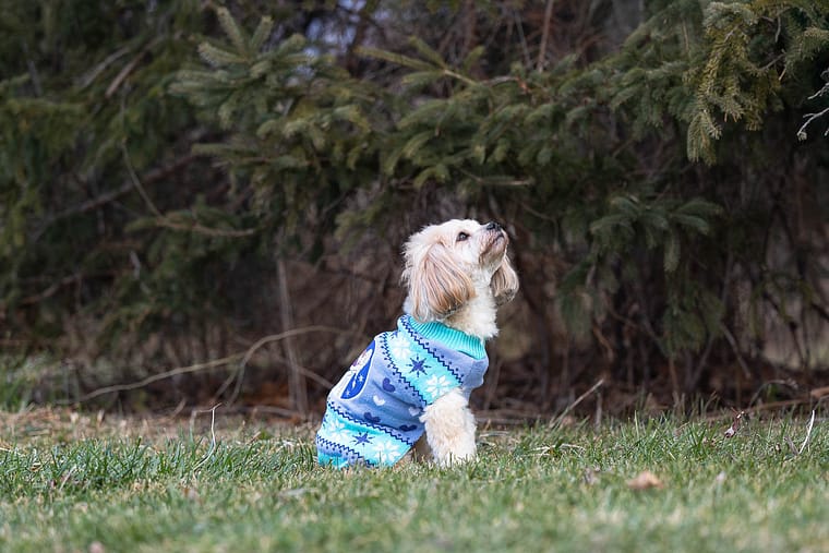 dog looking away photo at a rainbow bridge session.