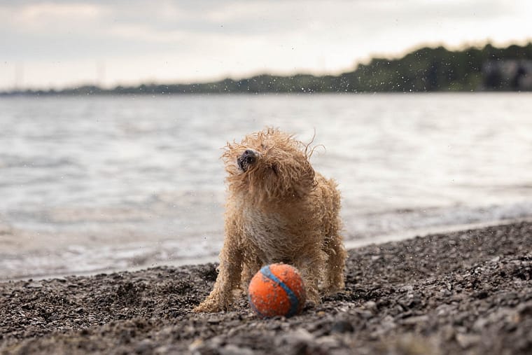 Beach dog photoshoot in Mississauga.