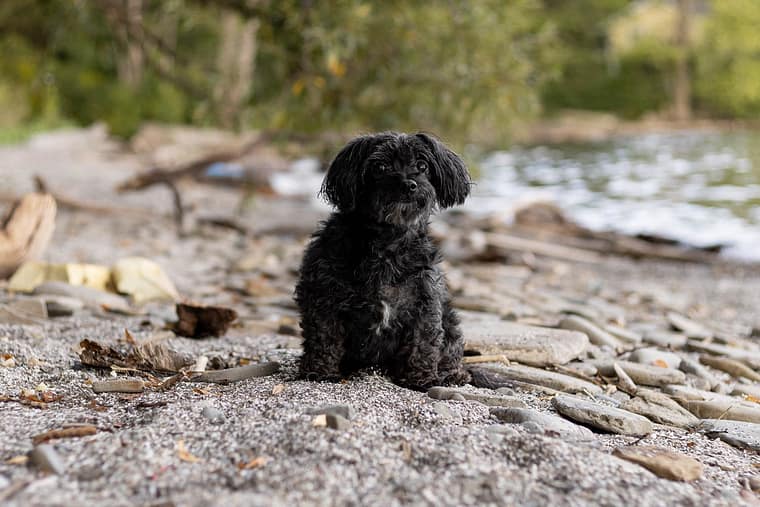 beach dog photoshoot in Mississauga.