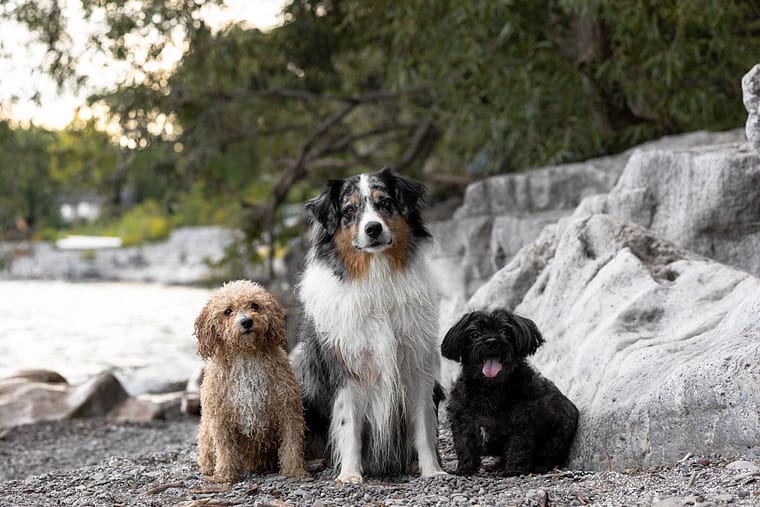 Mississauga pet photoshoot at a beach.