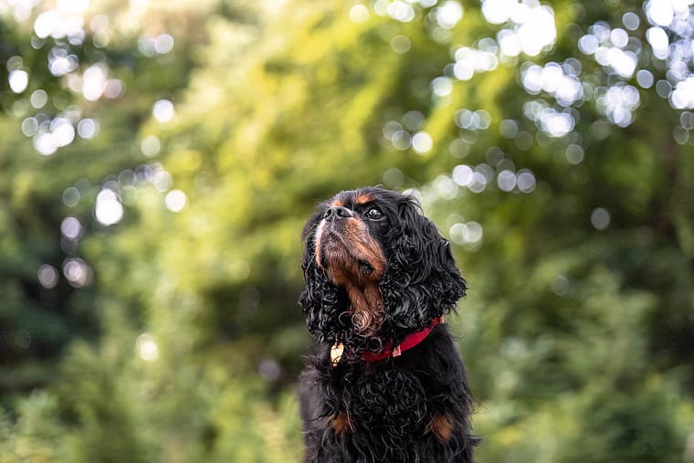 black dog photo session at Gairloch Gardens